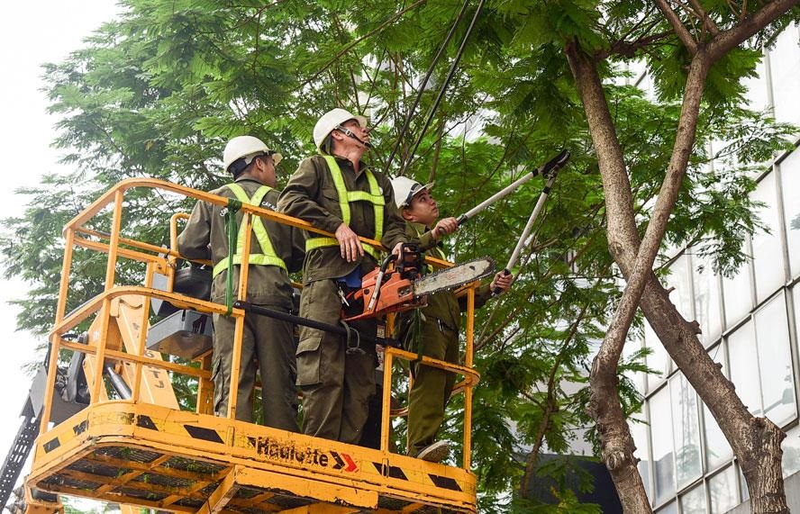 Khi nào nên cắt tỉa cây xanh?