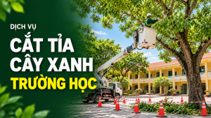 Cắt tỉa cây xanh trường học